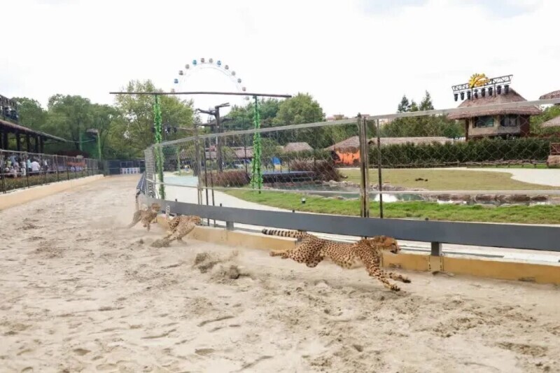 动物园员工遭熊攻击致死，现场到底发生了什么?