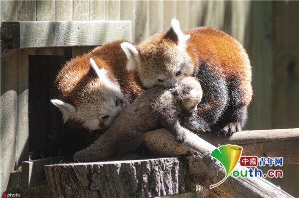 小熊猫崽崽被妈妈抱满怀——中国青年网