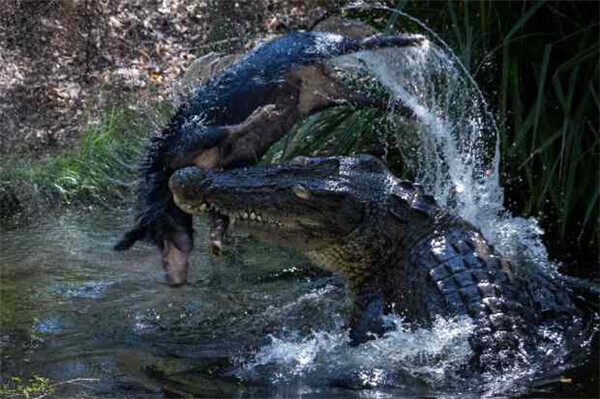 英国鳄鱼专家拍摄巨鳄残酷进食小野猪画面