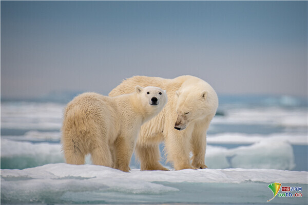 北极熊妈妈和幼崽相互依偎享受美好亲子时光