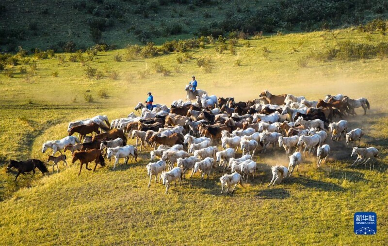 広大な草原を駆ける駿馬内モンゴル自治区——中国青年网