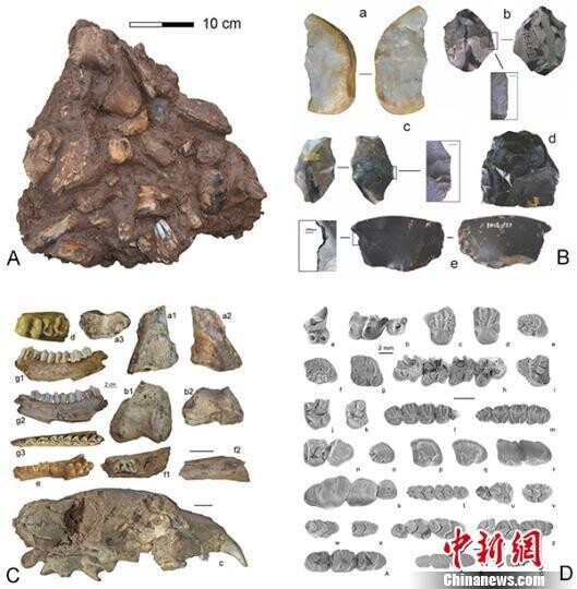 中国学者在皖发现30万年前古人类化石——中国青年网