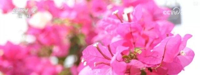 花经济“四季常开” “花卉+”创新升级激活文旅市场新动能——中国青年网