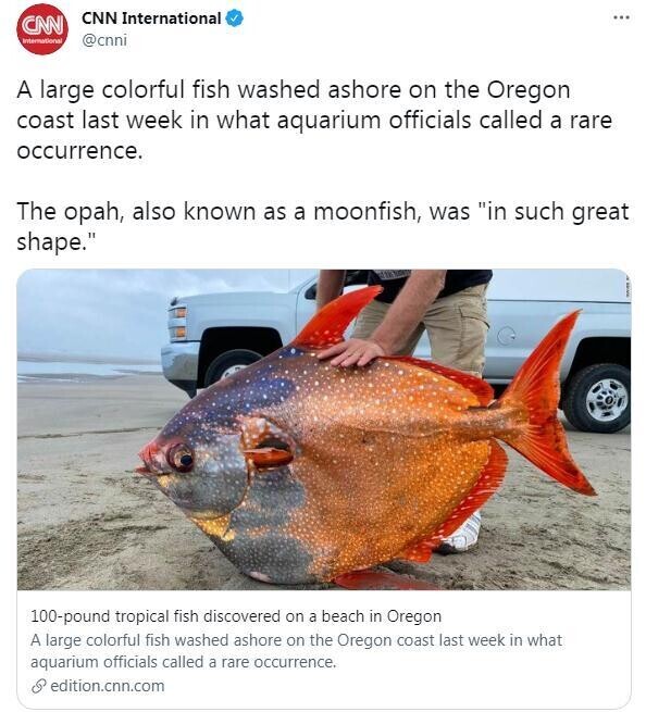 重达100磅!美俄勒冈州海滩发现罕见